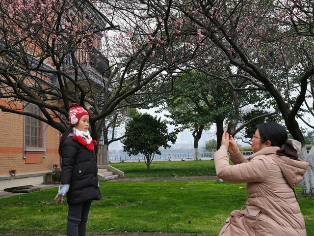 橘子洲，梅花香