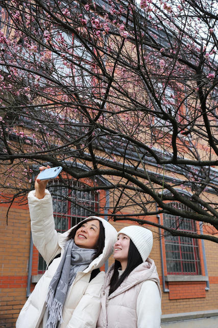 橘子洲，梅花香