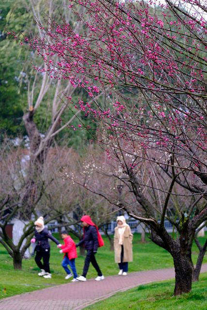 橘子洲，梅花香