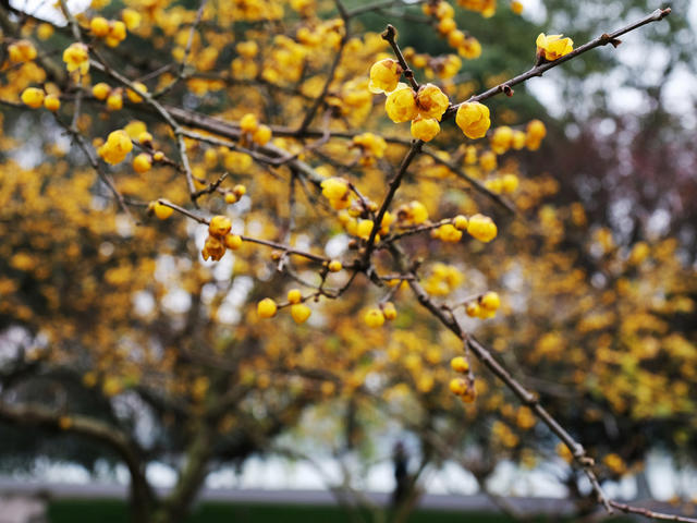橘子洲，梅花香