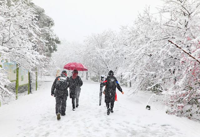 湖南  常宁  樱花园  雪景