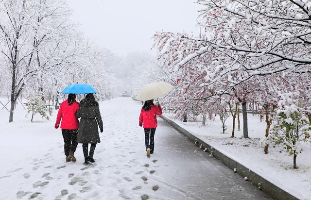 湖南  常宁  樱花园  雪景