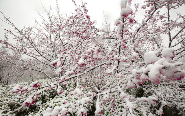 湖南  郴州  苏仙区  高椅岭  樱花  雪花  浪漫  邂逅   黄建华