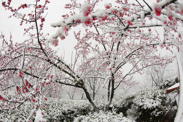 湖南  郴州  苏仙区  高椅岭  樱花  雪花  浪漫  邂逅   黄建华
