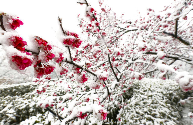 湖南  郴州  苏仙区  高椅岭  樱花  雪花  浪漫  邂逅   黄建华