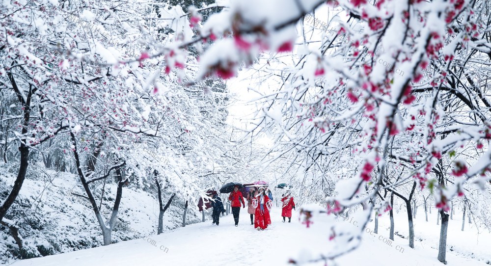 雪、樱花、游园
