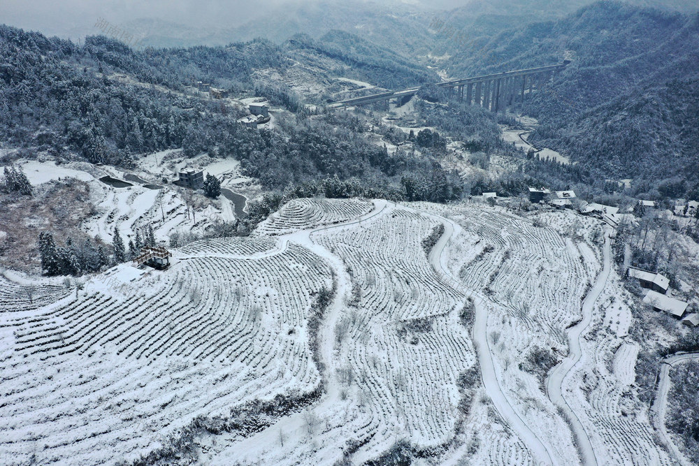 湖南，湘西，茶园，大雪，水墨画，