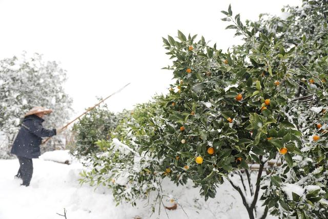 大雪 2024年第一场雪