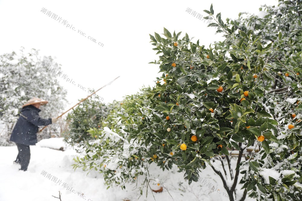 大雪 2024年第一场雪