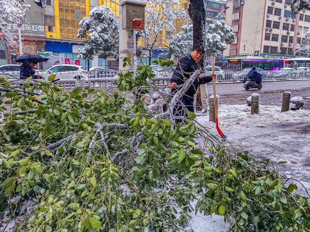 下雪  长沙  断枝  清理  便民
