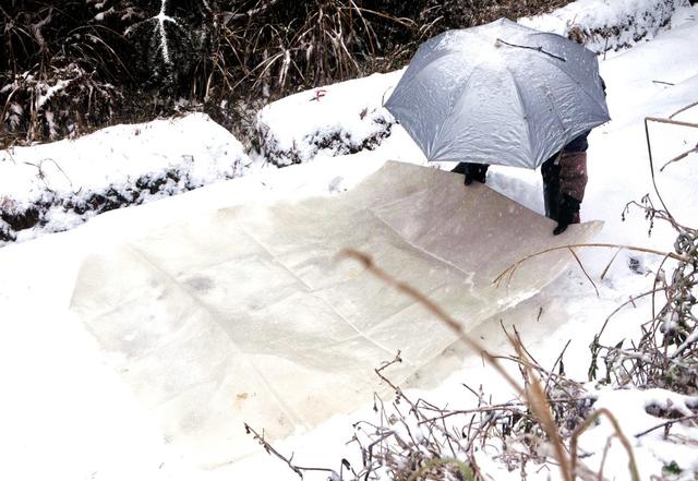 雪天 新宁 越冬