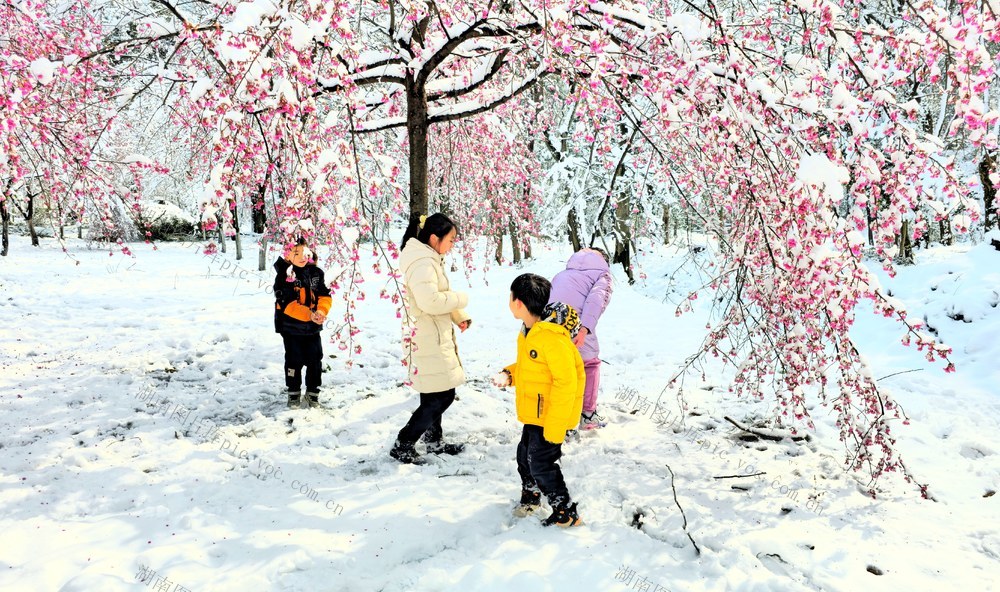 湖南  常宁  樱花园  美景