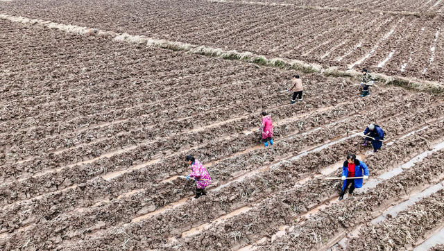 湖南郴州  苏仙区  五里牌  田间地头  人勤春早   备耕  