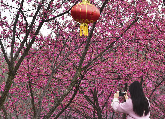 湖南临武：樱花盛开茶园美