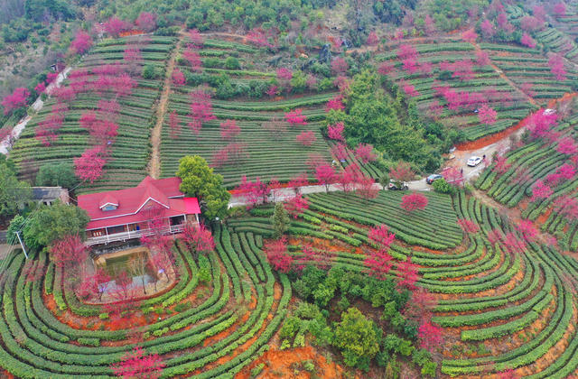 湖南临武：樱花盛开茶园美