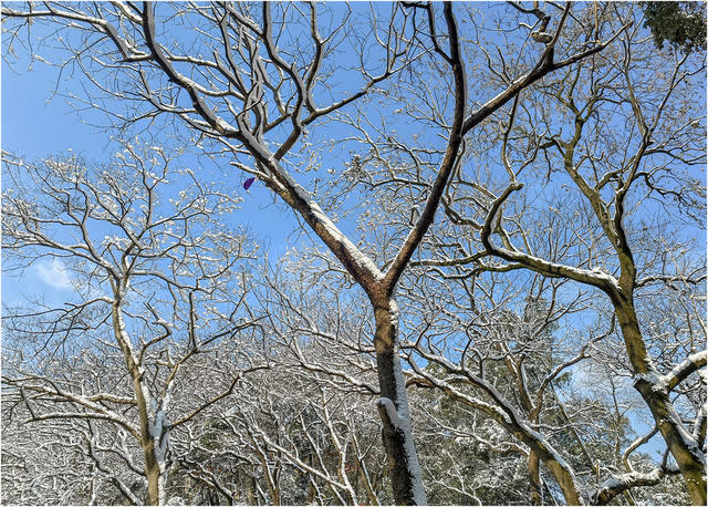 会龙山 雪  