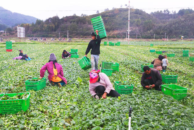 蔬菜  采收  供应  春节