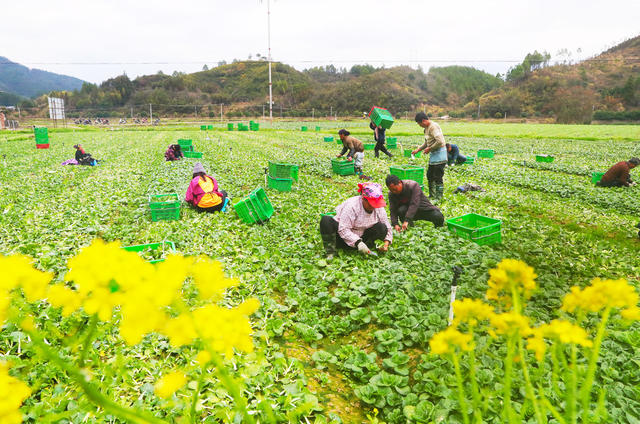 蔬菜  采收  供应  春节