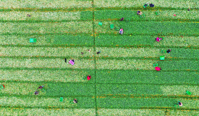 蔬菜  采收  供应  春节