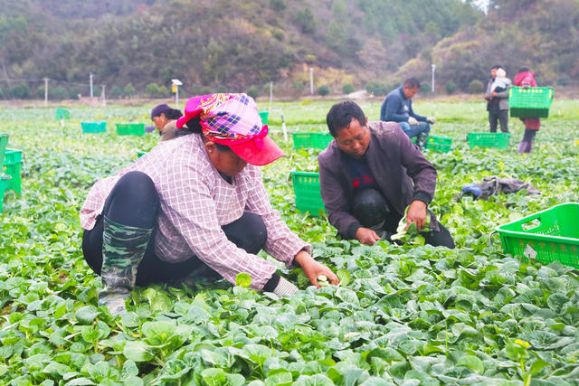 蔬菜  采收  供应  春节
