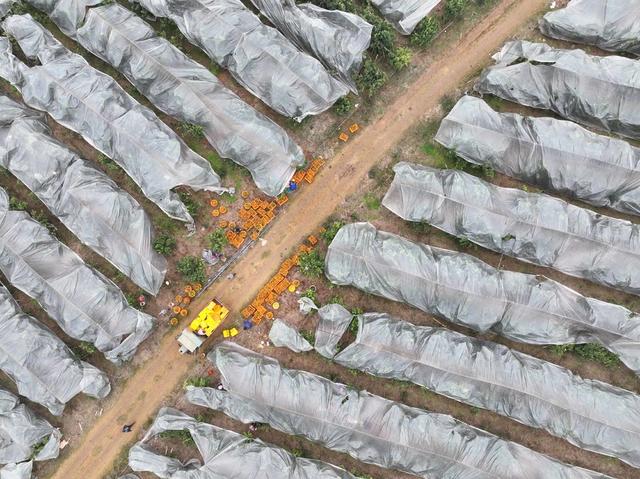 砂糖桔
道县
春桔