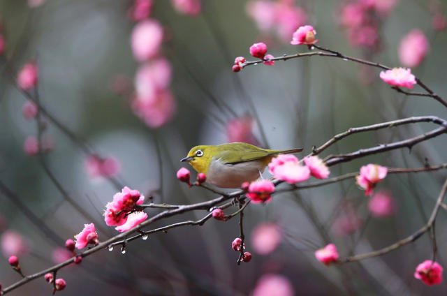 小鸟 立春 鸟语花香