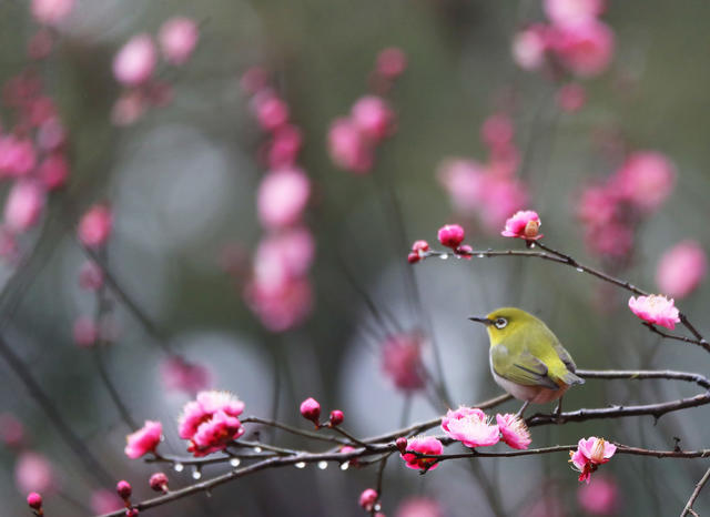 小鸟 立春 鸟语花香