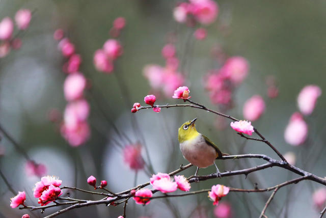 小鸟 立春 鸟语花香
