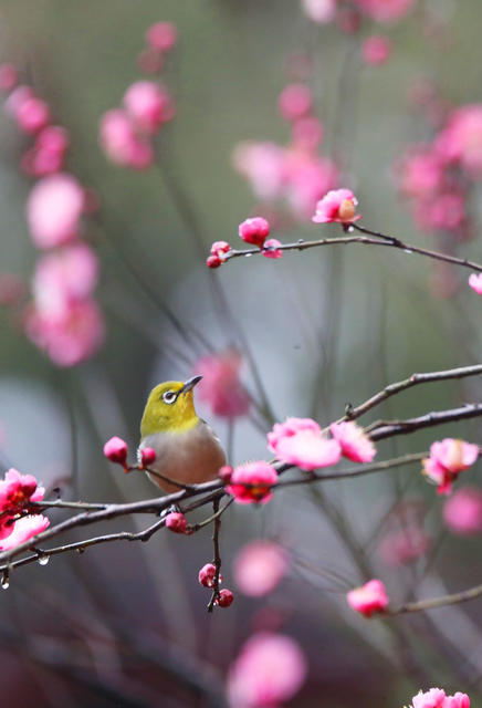 小鸟 立春 鸟语花香