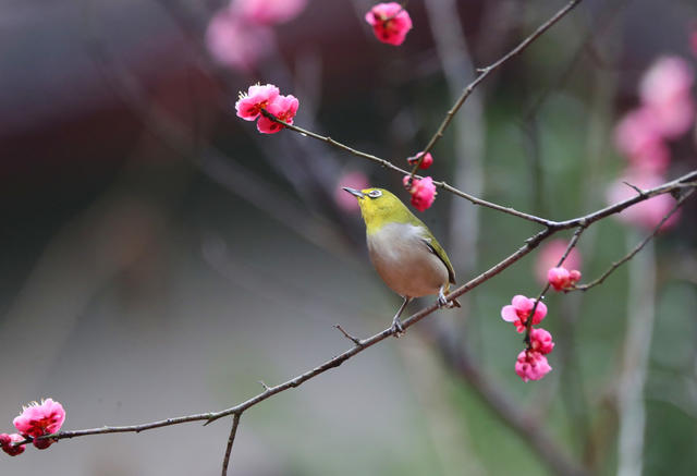 小鸟 立春 鸟语花香