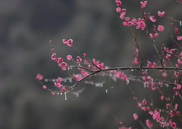 张家界 梅花 冰冻