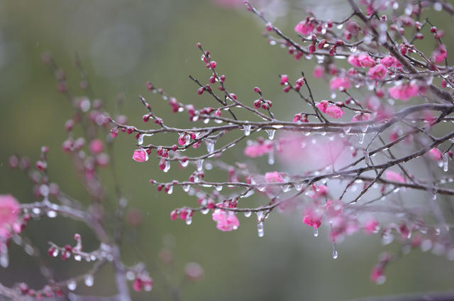 张家界 梅花 冰冻