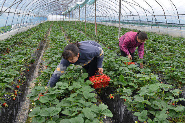 整合打造优质草莓品牌，拓宽农民增收渠道