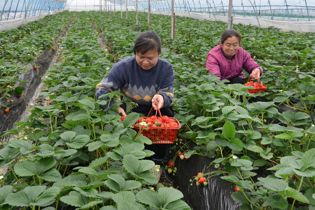 整合打造优质草莓品牌，拓宽农民增收渠道