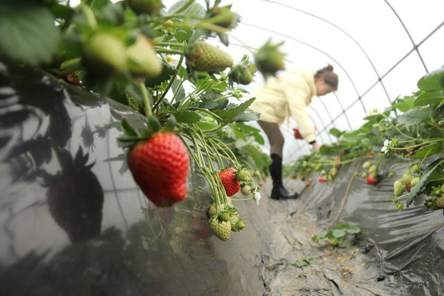 立春  农事  春耕生产  农业生产