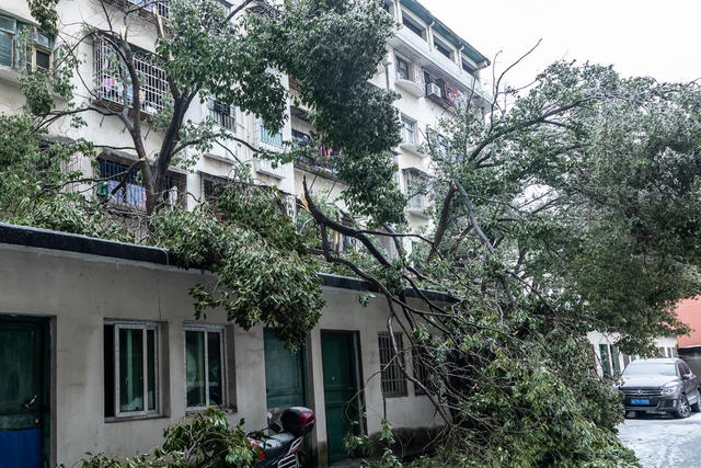 泸溪   遭受  冰冻   灾害