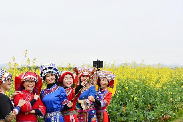 油菜花开引客来  