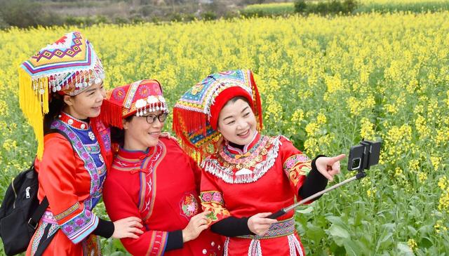 油菜花开引客来  