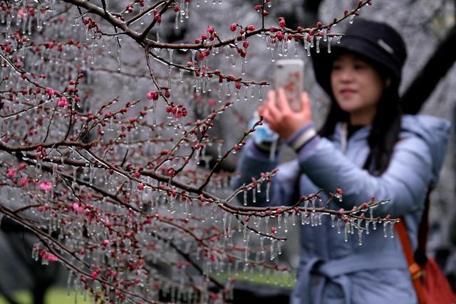 橘子洲景区，寒梅，