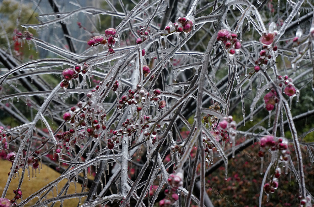 冰雪 红梅