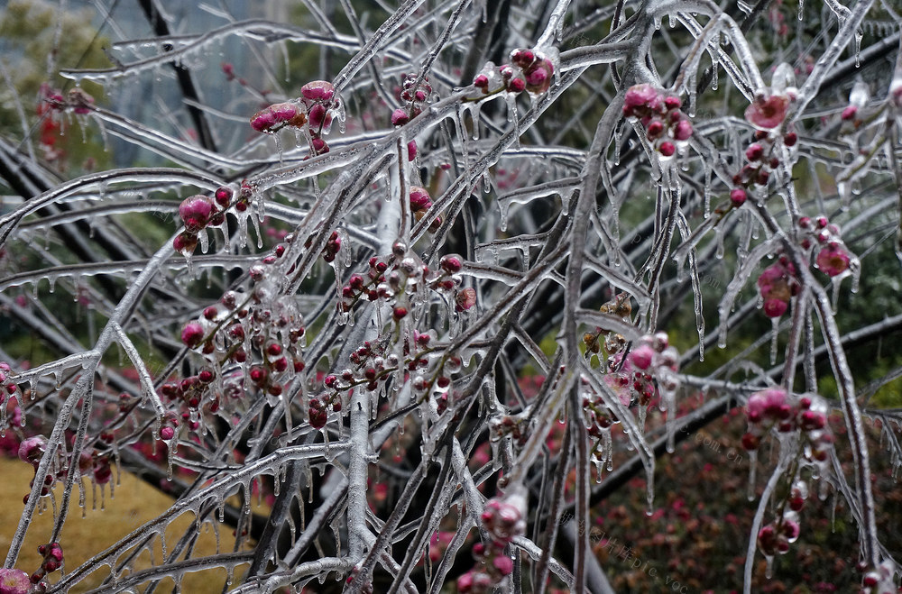 冰雪 红梅