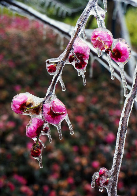 冰雪 红梅