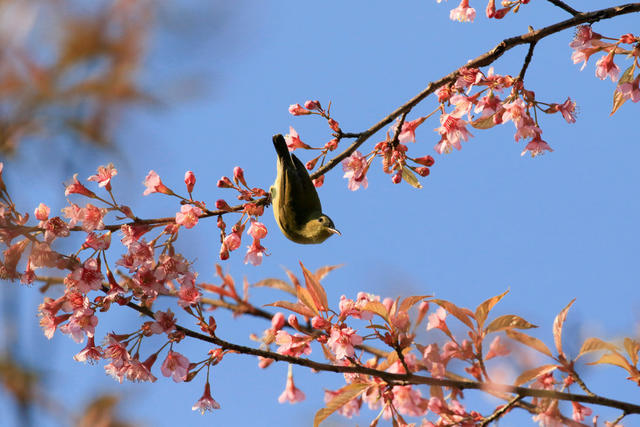 湖南，湘西，春节，鸟儿，花儿，节日，氛围