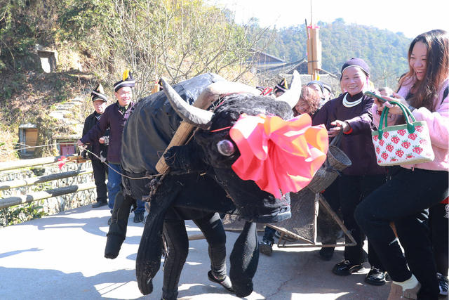 “闹春牛”欢度新春 侗族 传统 习俗 祈愿
