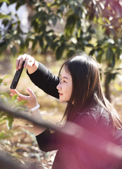 湖南嘉禾：樱花盛开游人乐