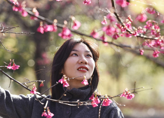 湖南嘉禾：樱花盛开游人乐