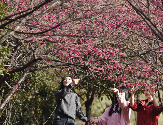 湖南嘉禾：樱花盛开游人乐