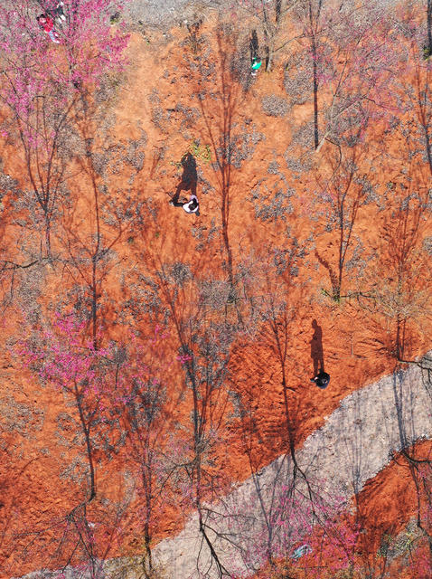 湖南嘉禾：樱花盛开游人乐