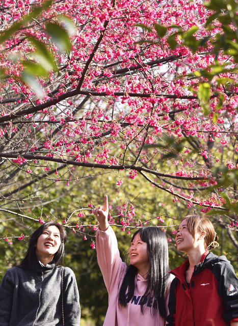 湖南嘉禾：樱花盛开游人乐