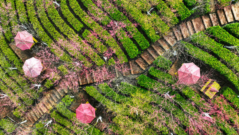 湖南  郴州  苏仙区  高椅岭  樱花茶园  早樱  春色 立春   黄建华  